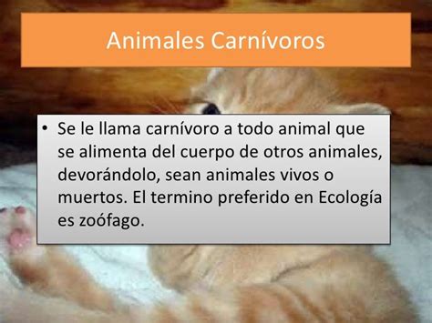 Animales carnívoros