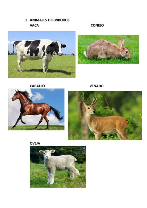 Animales carnivoros