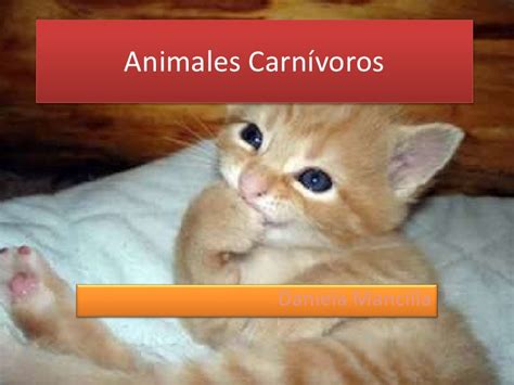 Animales carnívoros
