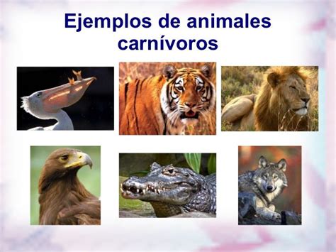 Animales Carnívoros