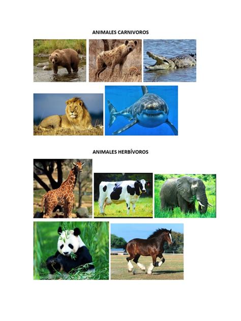 Animales Carnivoros