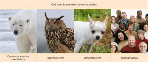 Animales carnívoros; Qué comen, tipos, características y ejemplos | OVACEN