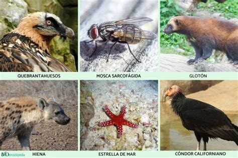 Animales carroñeros: qué son, características y ejemplos   Resumen