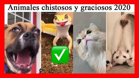 Animales Chistosos y Graciosos *2021*   Funny Animals ...