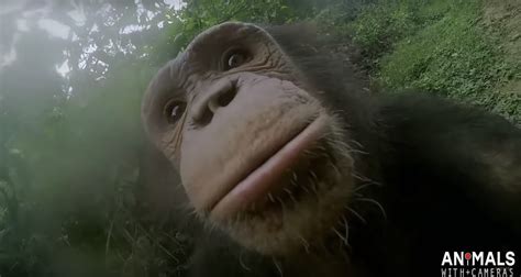 Animales con cámaras , la nueva apuesta documental de la BBC