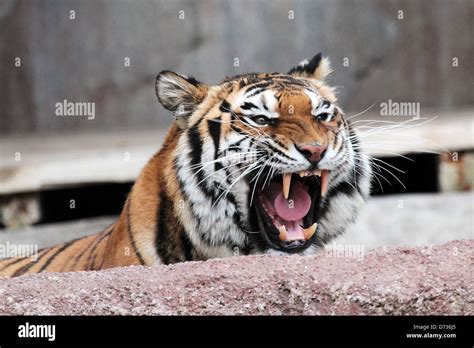 Animales Con Dientes Grandes Fotos e Imágenes de stock   Alamy