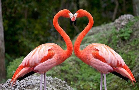 Animales curiosos: ¿Por qué los flamencos son de color rosa? | Flamingo ...