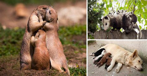 Animales cuyas expresiones resumen lo que es la maternidad