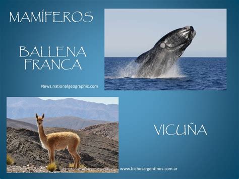 Animales de argentina en peligro de extinción