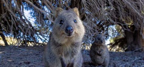 Animales de Australia: 15 especies típicas y raras