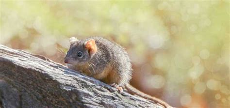 Animales de Australia: 15 especies típicas y raras