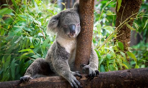 Animales de Australia | De los típicos a los más raros, descubre cuáles son