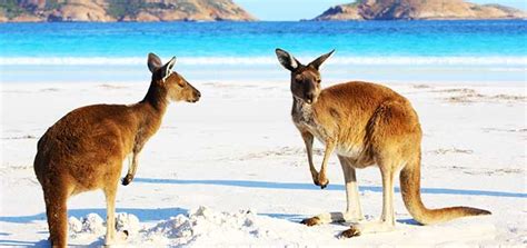 Animales de Australia | De los típicos a los más raros, descubre cuáles son