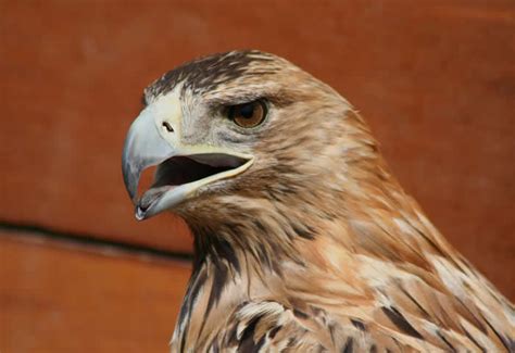 Animales de la Montaña | Águila Imperial Ibérica