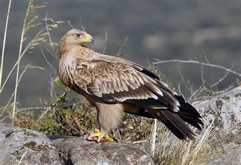 Animales de la Montaña | Águila Imperial Ibérica