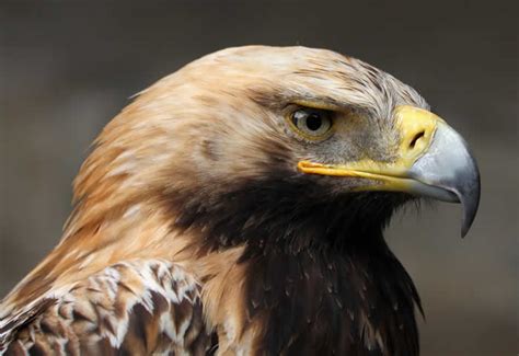 Animales de la Montaña | Águila Imperial Oriental