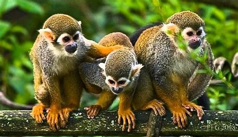 Animales de la Selva Amazónica: Hábitat, Especies y ...