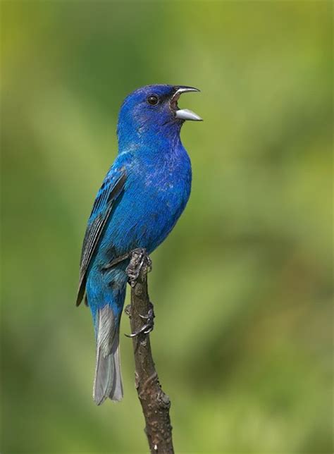 Animales de Yucatán: Aves de Yucatán Pájaro Azulejo