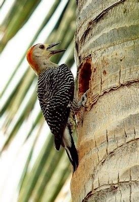 Animales de Yucatán: Aves de Yucatán Pájaro Carpintero