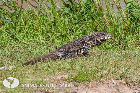 Animales del litoral argentino   AVES DEL LITORAL   Daniel Benitez