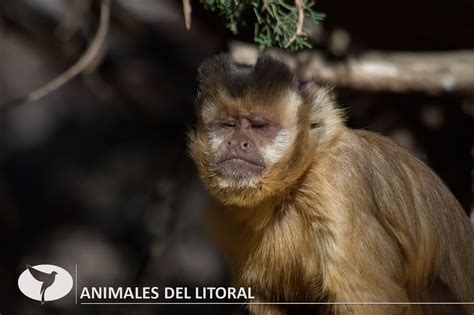 Animales del litoral argentino   AVES DEL LITORAL   Daniel Benitez