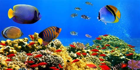 Animales del Mar   Concepto, tipos, características y ejemplos