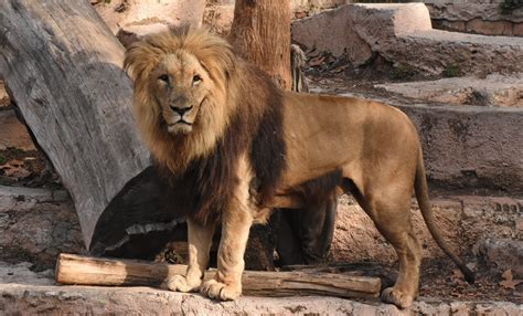 Animales Del Zoo De Barcelona   SEONegativo.com