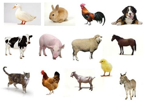 Animales Domésticos: Lista, Características, Tipos y Ejemplos