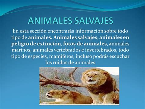 ANIMALES DOMESTICOS. son los animales que el ser humano a ...