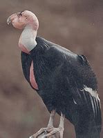 Animales: El Condor