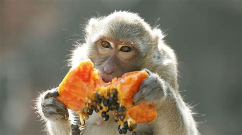 Animales: El mono: el protagonista del Año Nuevo chino