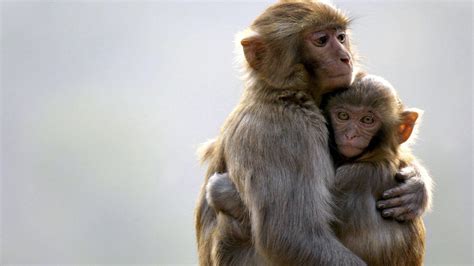Animales: El mono: el protagonista del Año Nuevo chino