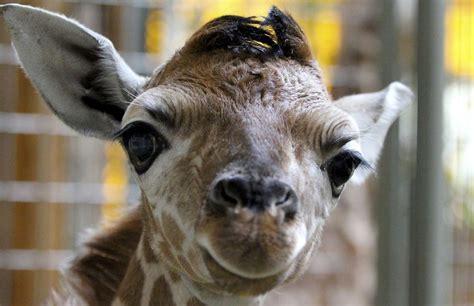 Animales: El nacimiento de April, la jirafa que ha ...