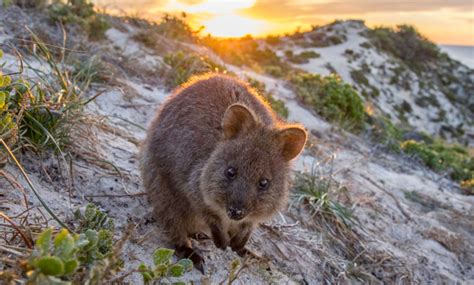 Animales en Australia: los más sorprendentes   Educonnecting