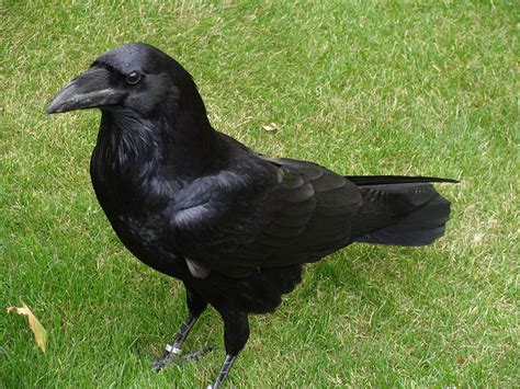 Animales en el Planeta: Cuervo común  Corvus corax