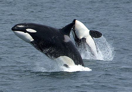 Animales en el Planeta: La orca, ballena asesina o bufeo ...