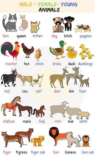 Animales en inglés   Aprendo en inglés