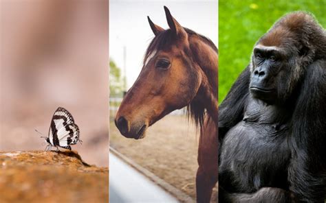 Animales en inglés: Lista de +150 nombres de animales en ...