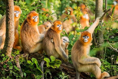 ANIMALEs EN LAs SOMBRAs.: Los Monos Dorados de Cara Azul