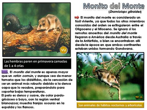 Animales En peligro: Argentina [Post ilustrativo]   Cie ...