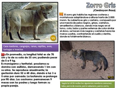 Animales En peligro: Argentina [Post ilustrativo ...