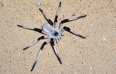 animales en peligro de extincion: araña en peligro de ...