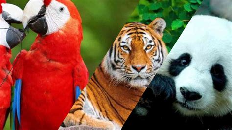 animales en peligro de extincion del mundo | investigacion ...