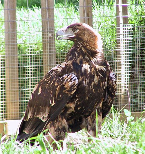 Animales en peligro de extinción: el águila imperial ibérica