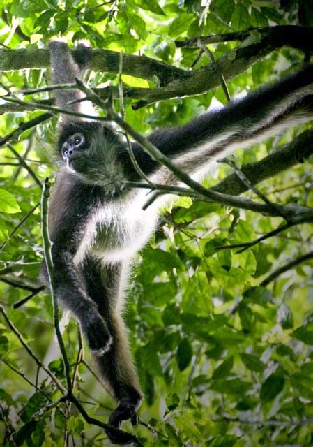 Animales en Peligro de Extinción : El Mono Araña.