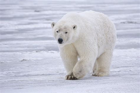 Animales en peligro de extinción: el oso polar
