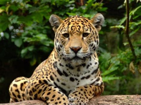 Animales en peligro de extinción en el Amazonas