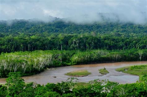 Animales en peligro de extinción en el Amazonas