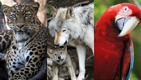 Animales En Peligro De Extincion En El Mundo Lista   Mayoría Lista