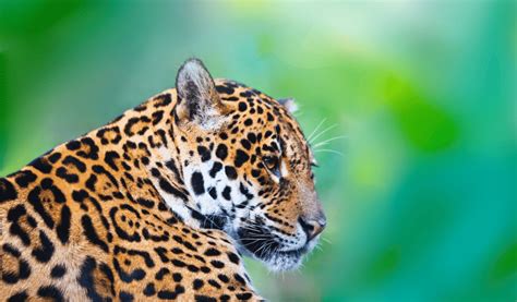 Animales en peligro de extinción en Guatemala   Cumbre Pueblos